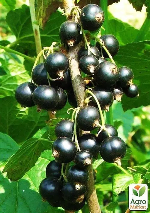 Саджанець Agro-Market Смородина чорна Бен Алдер (Ben Alder) пізній термін дозрівання, сорт з яскраво вираженою стійкістю до захворювань) 1 шт. в пакуванні (23394) - фото 2
