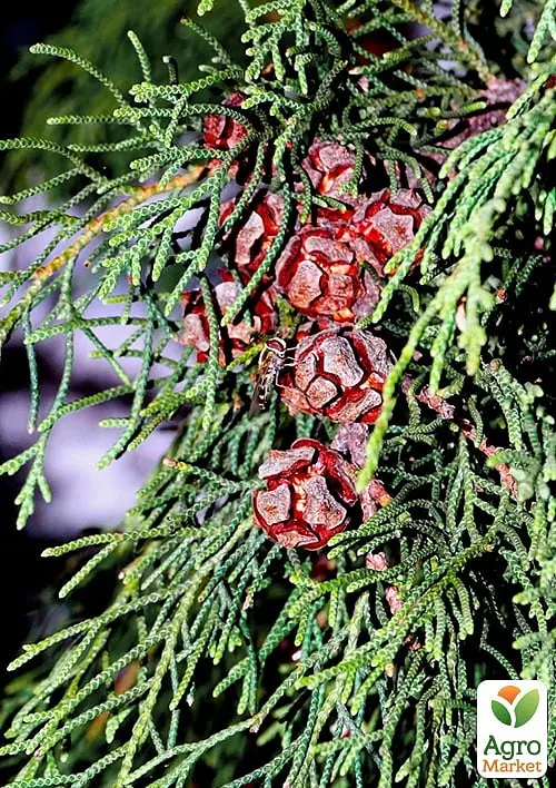 Кіпаріс Гімалайський 3-х річний (Cupressus Torulosa) С1,5 висота 70-80см (176356) 1 саджанець - фото 4