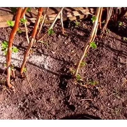 Саджанець Agro-Market Малинове дерево Королівська влада (преміальний сорт) 1 шт. в упаковці (44444) - фото 6