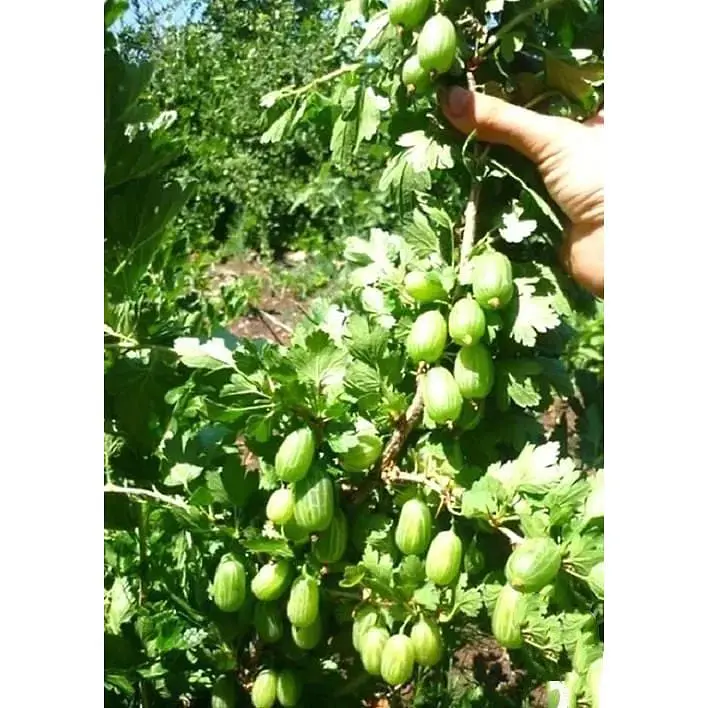 Саджанець Agro-Market Агрус Смарагдовий (ранній термін дозрівання, сорт з підвищеною морозостійкістю) 1 шт. в упаковці (23602) - фото 2