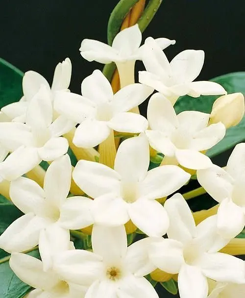 Саджанець Agro-Market Стефанотіс Stephanotis (51618) 1 шт. в упаковці (кімнатний) - фото 3