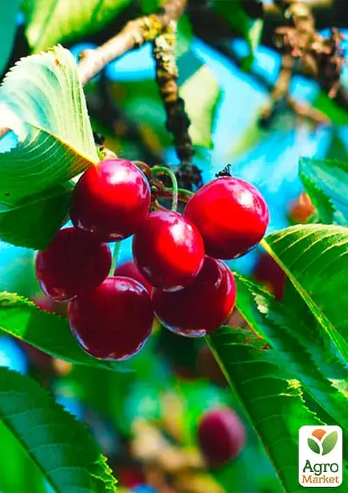 Саженец Agro-Market Черешня розовая Аэлита (летний сорт, среднепоздний срок созревания) 1 шт. в упаковке (35976) - фото 2
