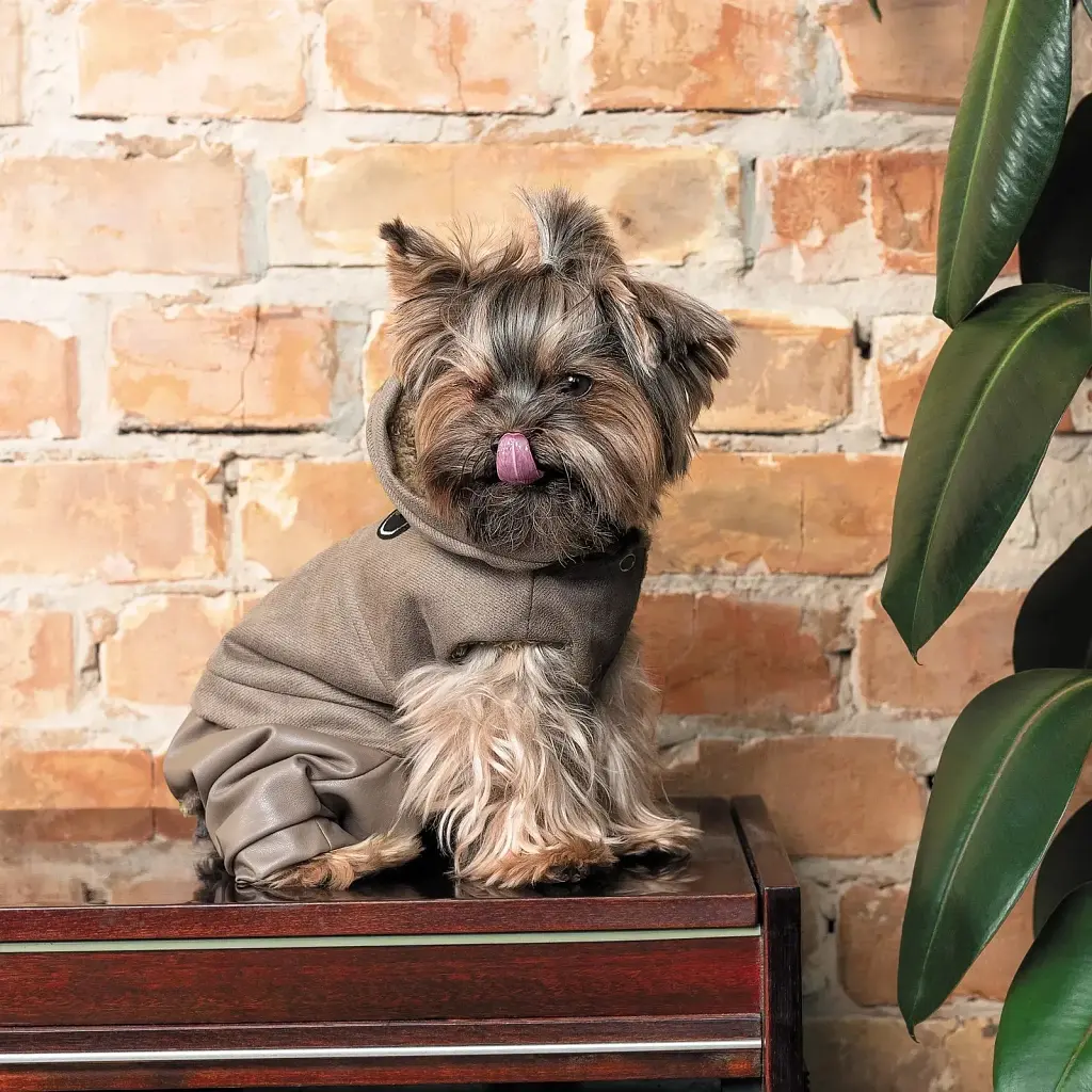 Костюм для тварин Pet Fashion Pf Style S (4823082427956) - фото 5