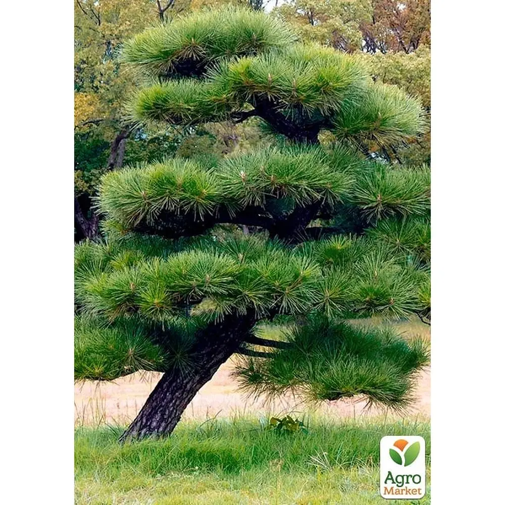 Саженец Agro-Market Сосна Тунберга 3-летняя Pinus Thunbergii С1,5, высота 40-50см (подходит для бонсай) (176349) - фото 2