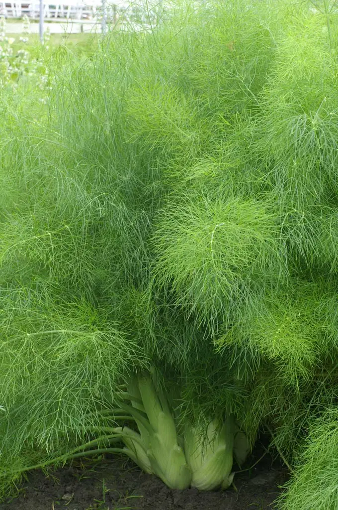 Фенхель Флоренція 0,5 г, Садиба Центр - фото 3