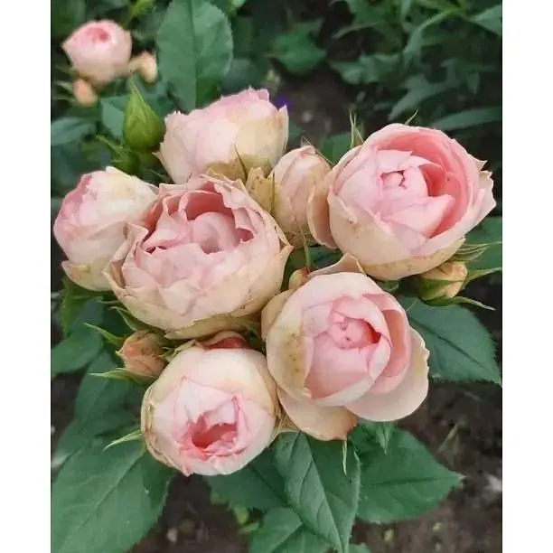 Троянда флорибунда Agro-Market Peony Pink Пиони Пінк 1 шт. в упаковці (51249) - фото 3