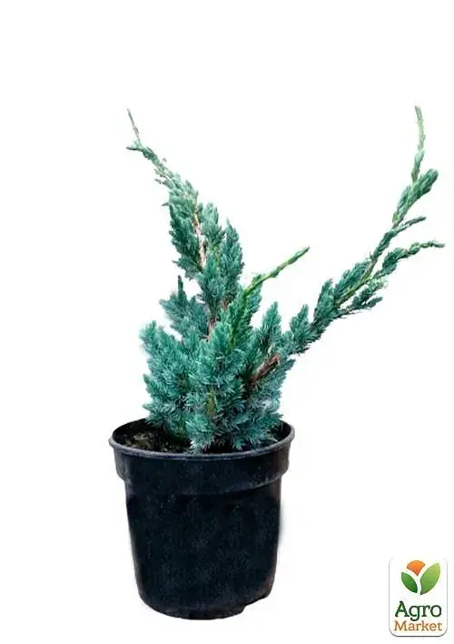 Саженец Agro-Market Можжевельник чешуйчатый 3-летний Maeri S3 высота 30-40 см 1 шт. в упаковке (62789) - фото 3