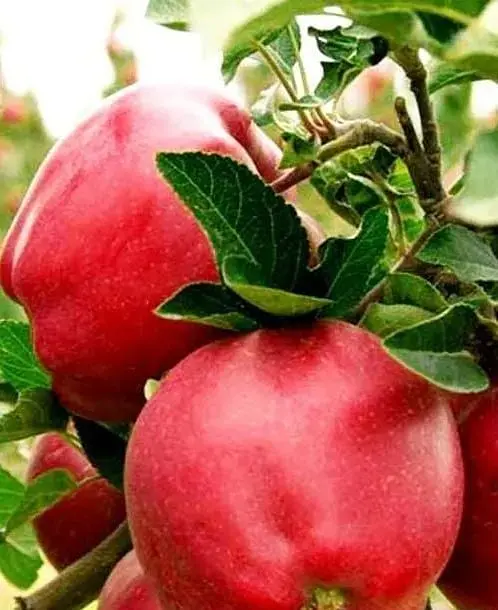 Саженец Agro-Market Яблоня Роял Ред Делишес (зимний сорт, поздний срок созревания) (40027) 1 шт. в упаковке - фото 3