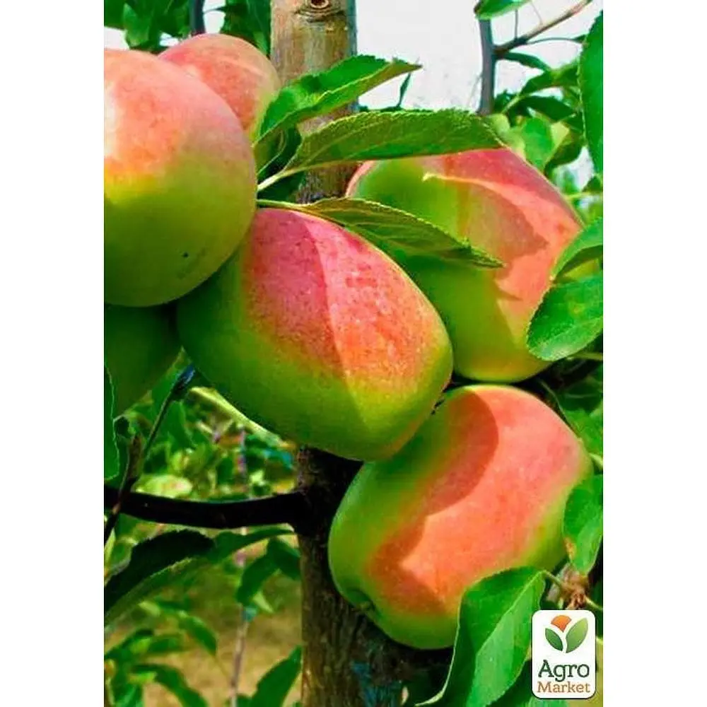 Саженец Agro-Market Яблоня Синап Алма-Атинский укоренена в контейнере (саженец 2 года) (153220) - фото 2