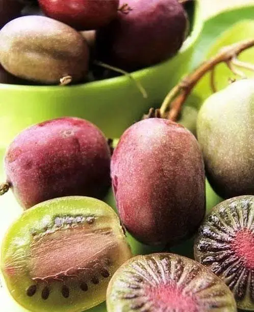 Саженец Agro-Market Актинидия Пурпурова (мини-киви, морозостойкий сорт, поздний срок созревания) (20747) 1 шт. в упаковке - фото 4