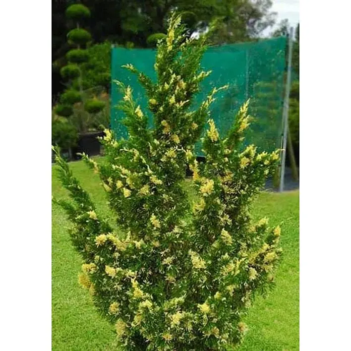 Саженец Agro-Market Можжевельник китайский Stricta Variegata вазон С1,5 высота 15-25 см 1 шт. в упаковке (102150) - фото 2
