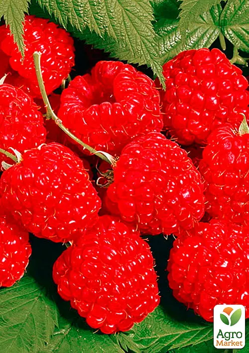 Малина Agro-Market "Недосяжна" (ремонтантний крупноплідний зимостійкий сорт) 1-річний саджанець (189503) 1 шт в упаковці - фото 6