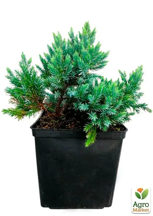 Саджанець Agro-Market Ялівець лусчастий 4-річний Blue Star С3 Ø 20-25 см 1 шт. в упаковці (116272) - фото 3