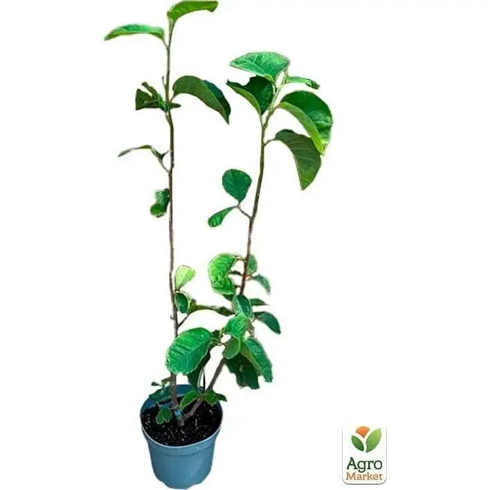Саженец Agro-Market Магнолия 4-х летняя гибридная Black Tulip (высота 50-60 см) (181165) 1 шт. в упаковке - фото 2