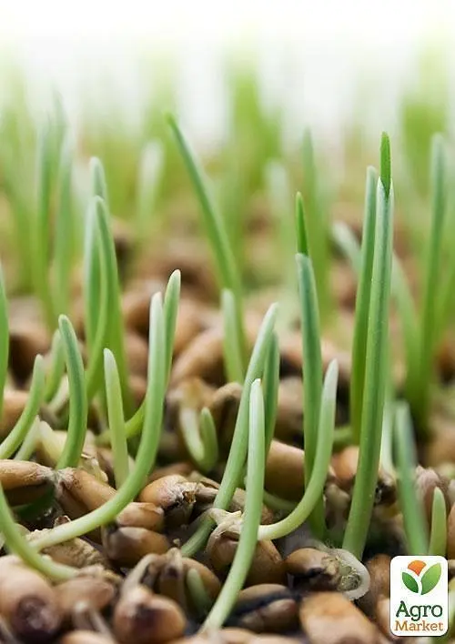 Насіння Agro-Market Мікрозелень гірчиця у банці 20 г (45207) - фото 3