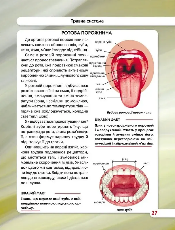 Світ навколо нас. Тіло людини - фото 6