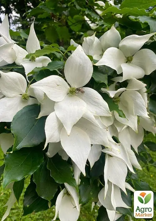 Саженец Agro-Market Дерен Коуза (Cornus kousa) Кызыл Японский (101875) - фото 2