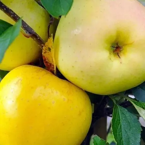 Саджанець Agro-Market Яблуня Пепінка золота (зимовий сорт) (25646) 1 шт. в упаковці - фото 3