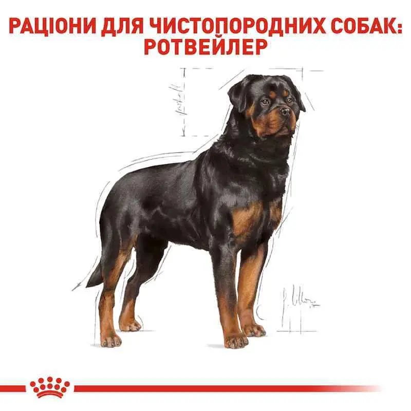 Сухий корм для дорослих собак породи Ротвейлер Royal Canin Rottweiler Adult, з м'ясом птиці, 12 кг (3971120) - фото 3