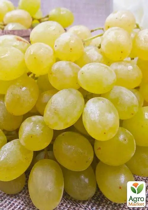 Саджанець Agro-Market Виноград Первозванний (ранній термін дозрівання, стійкий сорт не сприйнятливий до хвороб) 1 шт. в пакуванні (25525) - фото 3