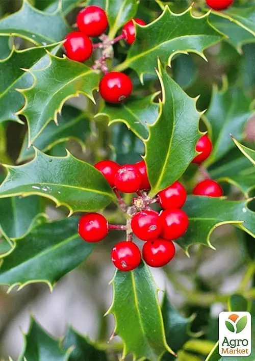 Саженец Agro-Market Падуб остролистный (Ilex aquifolium) вазон Р9 (178885) - фото 3
