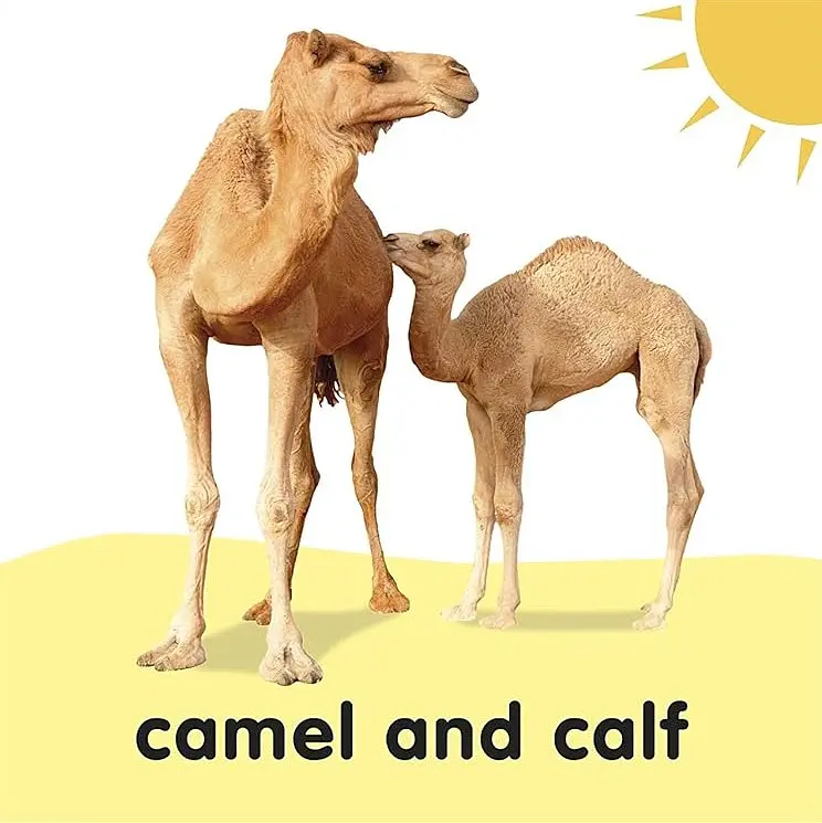 Baby Touch and Feel Bible Animals - DK - фото 5