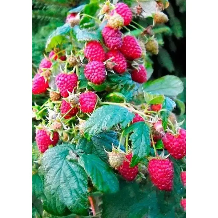 Саджанець Agro-Market Малинове дерево Малинова насолода (Сrimson delight) (преміальний, плодоносний, високоврожайний сорт) 1 шт. в упаковці (47689) - фото 1