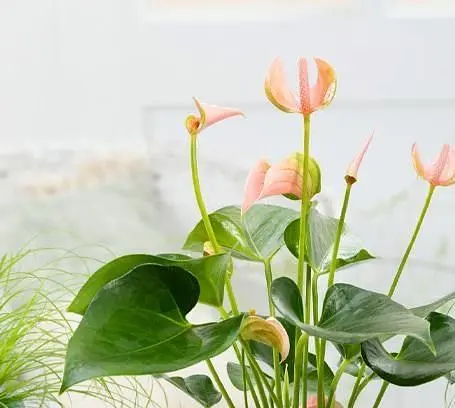 Саджанець Agro-Market Антуріум (Anthurium) Joli Peach (145613) 1 шт. в упаковці (кімнатний) - фото 2