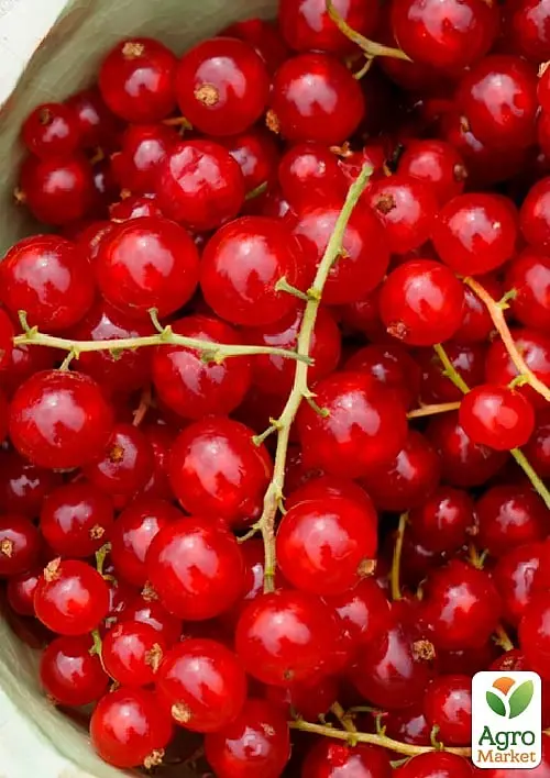 Саджанець Agro-Market Порічка (смородина) червона Джуніфер ранній термін дозрівання, високоврожайний сорт) 1 шт. в пакуванні (178535) - фото 2
