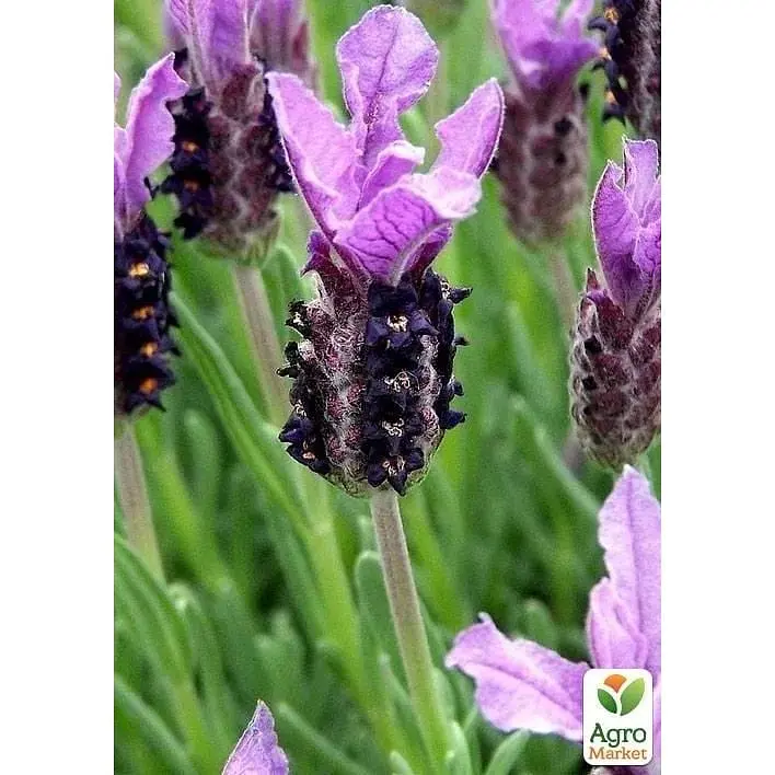 Саджанець Agro-Market Лаванда французька широколиста Dark Royalty (52440) 1 шт. в упаковці - фото 3