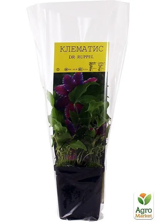 Саженец Agro-Market Клематис Dr Ruppel (повторноцветущий сорт) (15856) - фото 2