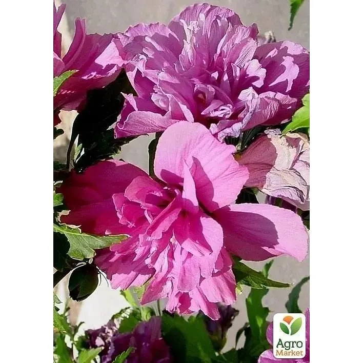 Саджанець Agro-Market Гібіскус деревовидний махровий Duc De Brabant (49885) 1 шт. в упаковці - фото 2
