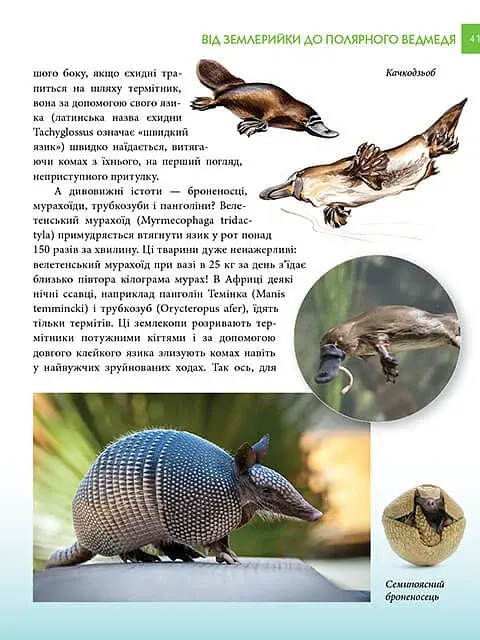 Енциклопедія для допитливих А5 : Хижаки (Українська, 01 КРЕЙДОВАНИЙ ) - фото 7