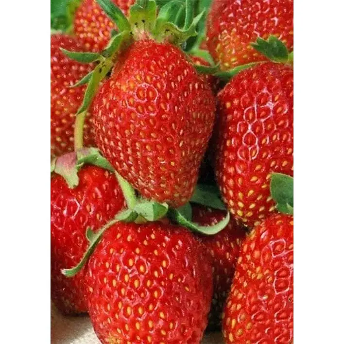 Саджанець Agro-Market Полуниця Шарлота 5шт (ремонтантний сорт) (44707) - фото 4