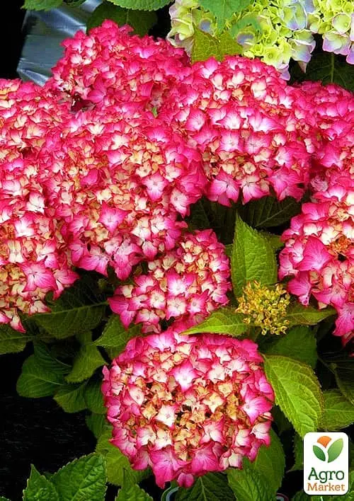 Саженец Agro-Market LMTD Гортензия крупнолистная цветущая 3-летняя Selma (30-40см) (168004) - фото 4