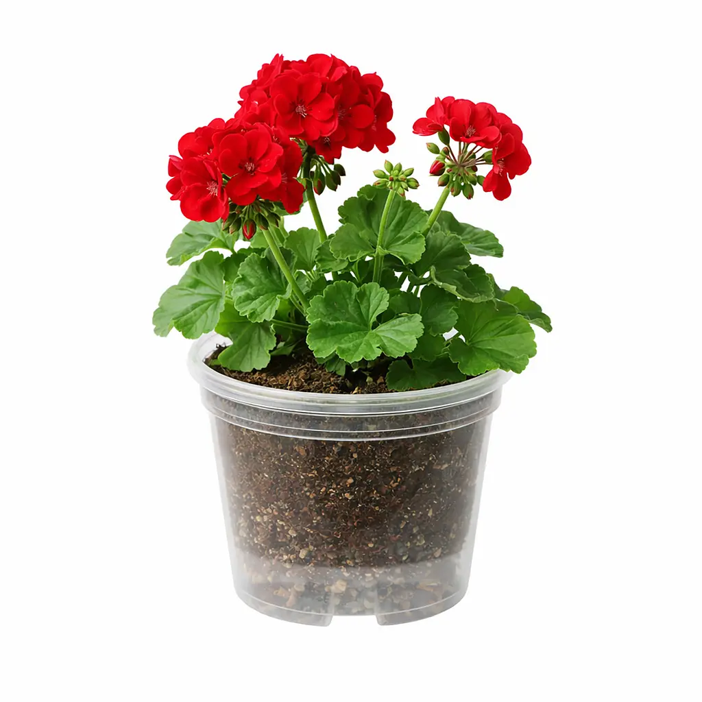 Прозорий пластиковий горщик для рослин із дренажними отворами 0.6 л, набір 5 шт. Прозорий 88389 - фото 3