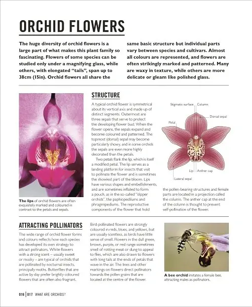 Grow Orchids. Essential Know-how and Expert Advice for Gardening Success - Andrew Mikolajski - фото 5