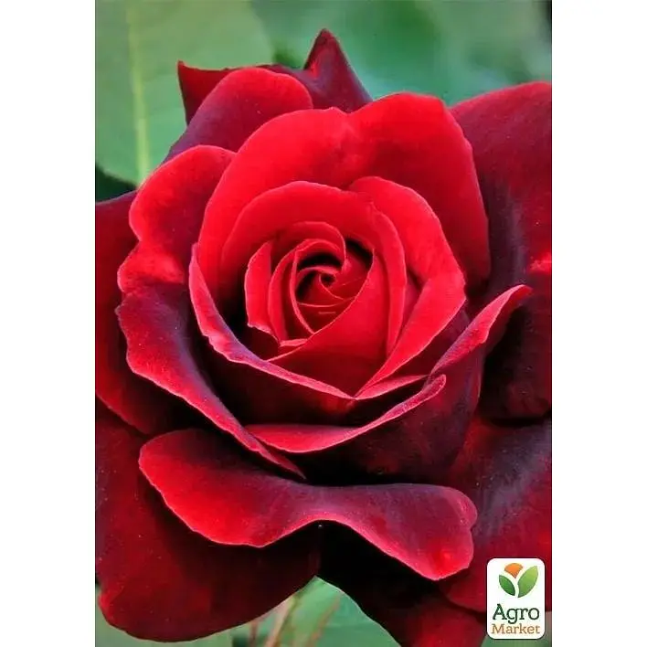 Роза чайно-гибридная Agro-Market Баркароль саженец класса АА+ высший сорт 1 шт. в упаковке (178168) - фото 2