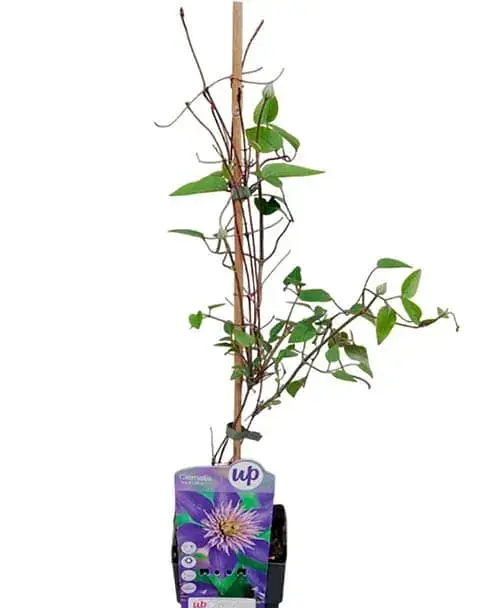 Клематис Agro-Market Multi Blue 3-х летний высота 60-80 см из Нидерландов 1 саженец в упаковке (184887) - фото 2