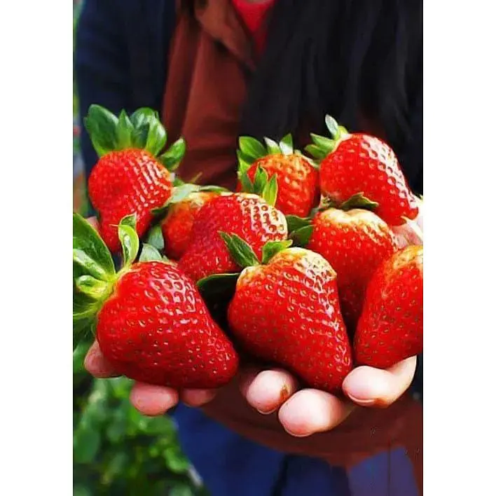 Саджанець Agro-Market Полуниця Альба (Alba) 5шт (ранній термін дозрівання, високопродуктивний сорт) (25717) - фото 4
