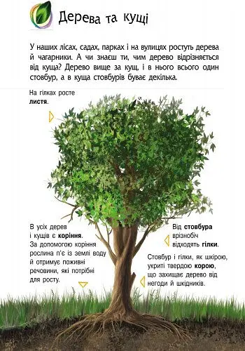 Природа. Енциклопедія дошкільника - Юлія Каспарова - фото 4