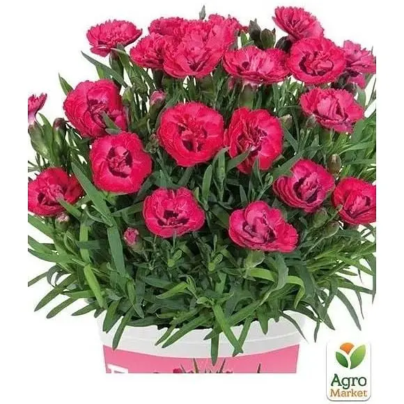 Саджанець Agro-Market Гвоздика Махрова Early Love (контейнер № 10 висота 10 см) (51087) 1 шт. в упаковці - фото 2