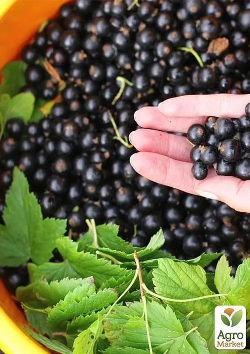 Саженец Agro-Market Смородина черная Гоферт (Gofert) ранний срок созревания, высокоурожайный сорт 1 шт. в упаковке (44817) - фото 3