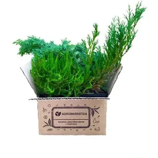 Саджанець Agro-Market Ялівець звичайний Хіберніка (Hibernica) горщик P9 (25861) 1 шт. в упаковці - фото 3