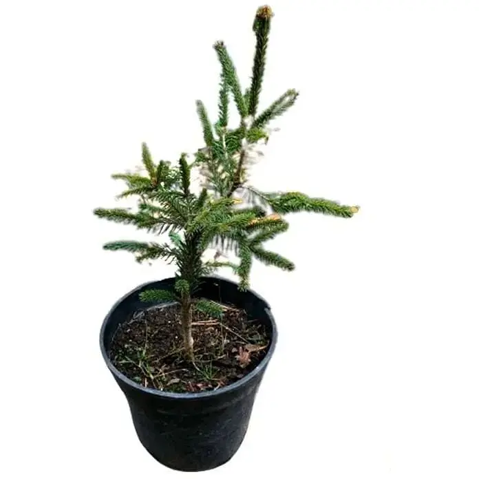 Саженец Agro-Market Ель 3-х летняя карликовая Rydal высота 15-20 см 1 шт. в упаковке (175125) - фото 4
