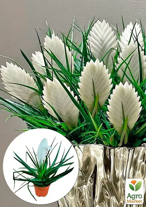 Саджанець Agro-Market Тіландсія Biancini (Tillandsia Cyanea) кімнатна 1 шт. в упаковці (179935) - фото 6