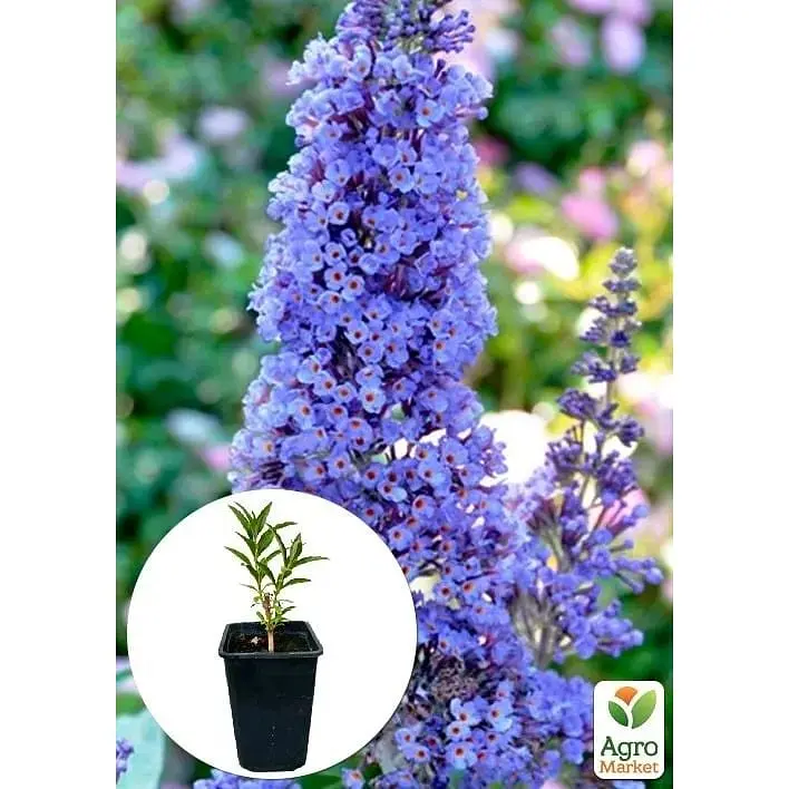 Саджанець Agro-Market Буддлея Давида Adonis Blue С3 висота 20-40 см (153831) 1 шт. в упаковці - фото 3