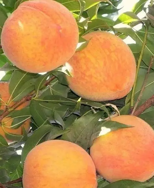 Саджанець Agro-Market Персик T-3 Вайн Голд (літній сорт, середньопізній термін дозрівання) (25787) 1 шт. в упаковці - фото 3