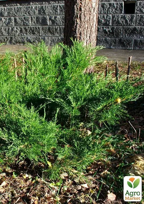 Саджанець Agro-Market Ялівець середній Mint Julep вазон С2 діаметр 30-40 см 1 шт. в упаковці (176876) - фото 4