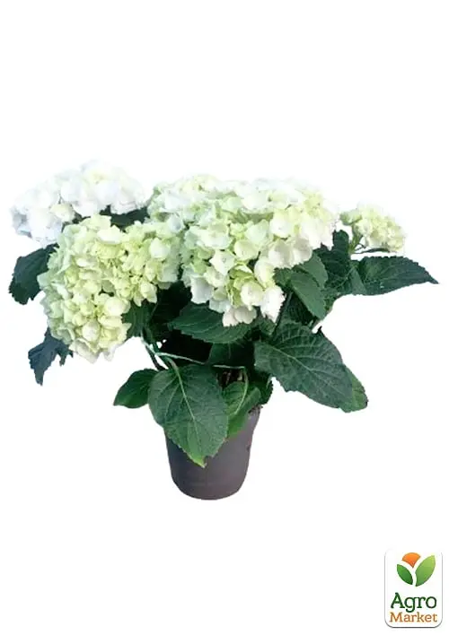 Саджанець Agro-Market LMTD Гортензія крупнолистова квітуча 3-річна Bright White (30-40см) (159470) - фото 5